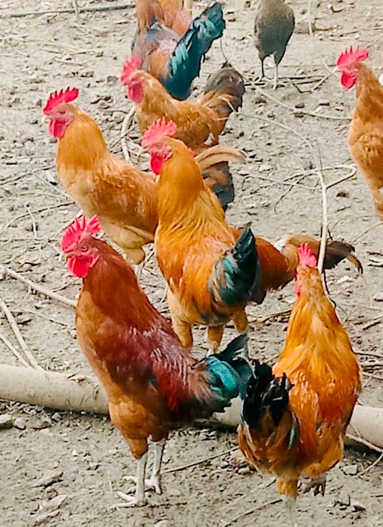गावरान कोंबडा